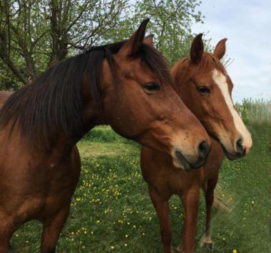 Chambres D'Hotes De Charme A La Ferme Freysz Quatzenheim Dış mekan fotoğraf